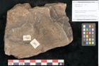 Foto (Objekt + Etikett) von Cyclocarpus sp.  (NHMW-GEO-2024-0188-11157)